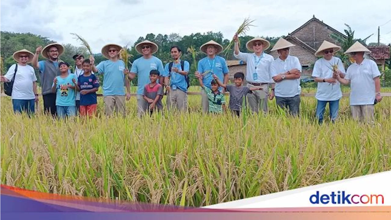 PIS Gelar Panen Raya di Sleman, Bantu Petani Tingkatkan Produksi 20%