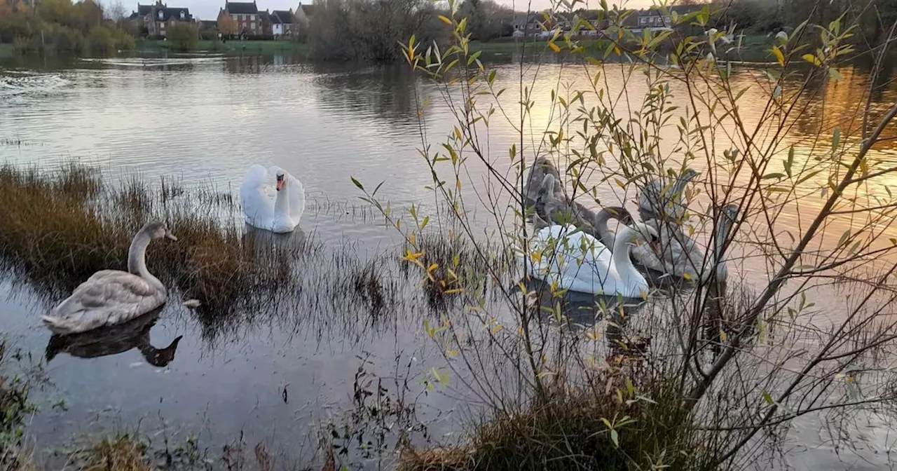 Urgent warning to dog walkers in Merseyside after swan 'saturated in blood'