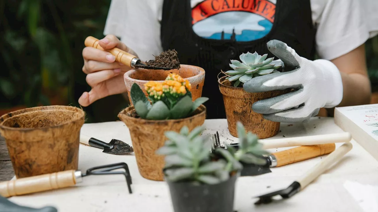 Ni café ni cáscaras de huevo: este abono casero es considerado 'oro verde' para revivir tus plantas y hacer que crezcan