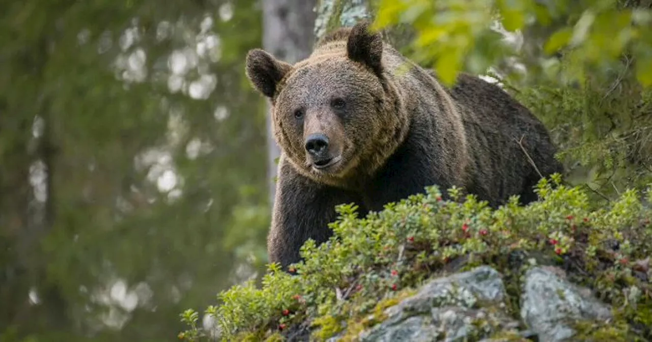 Trentino, abbattuto l’orso M91: intervento dei Forestali 24 ore dopo il decreto del presidente Fugatti