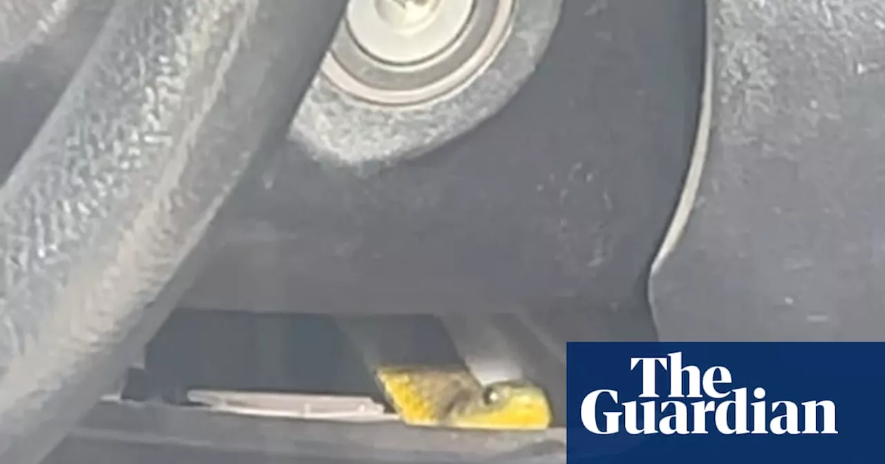 Tiger Snake Disrupts Driver's Commute on Melbourne Freeway