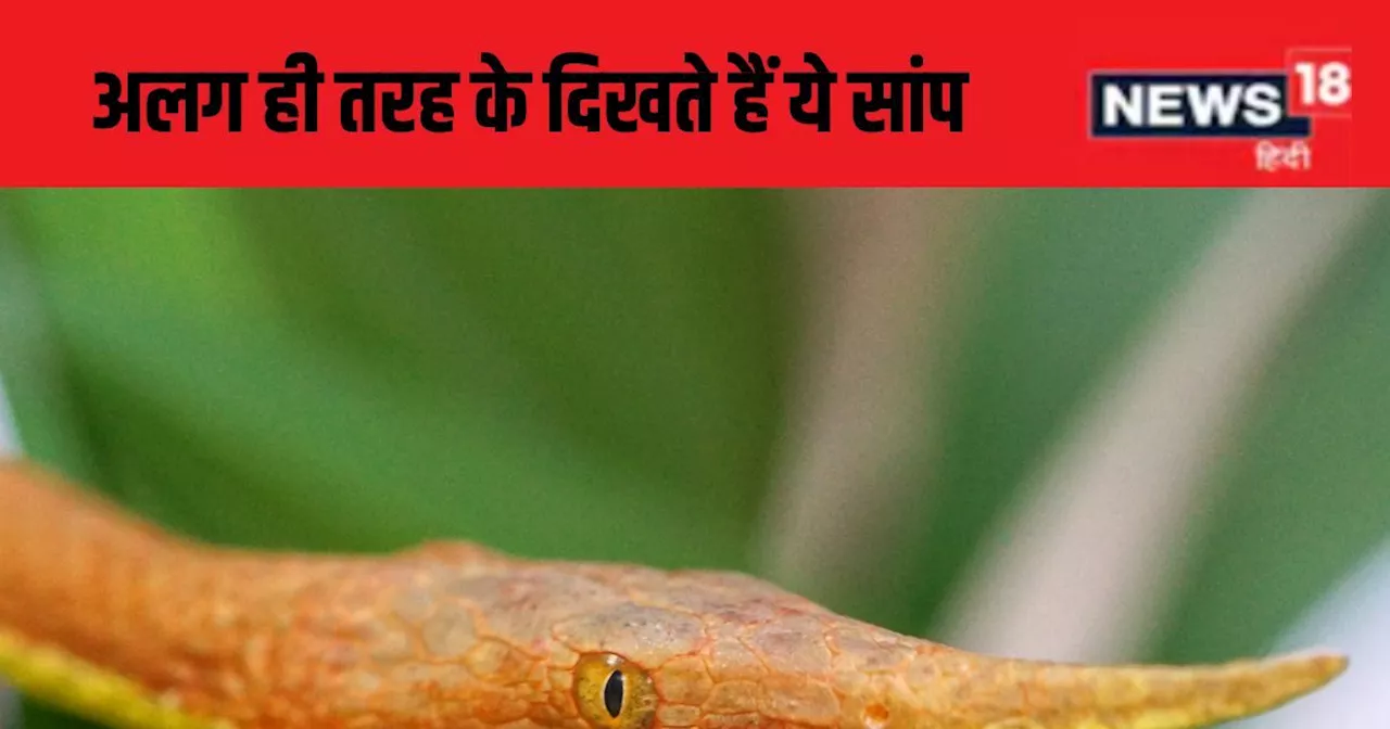 Amazing snake: देखा है ऐसा कभी ऐसा नाग? पत्ती की तरह होती है नाक, दूर से लगता है लकड़ी की टहनी