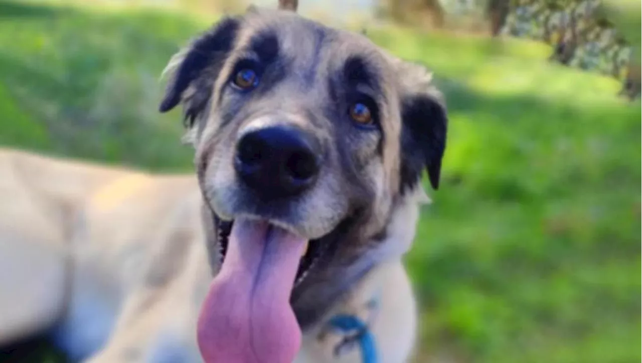 Lupa, un cagnolino di due anni abbandonato in campagna senza cibo né acqua, cerca una nuova casa