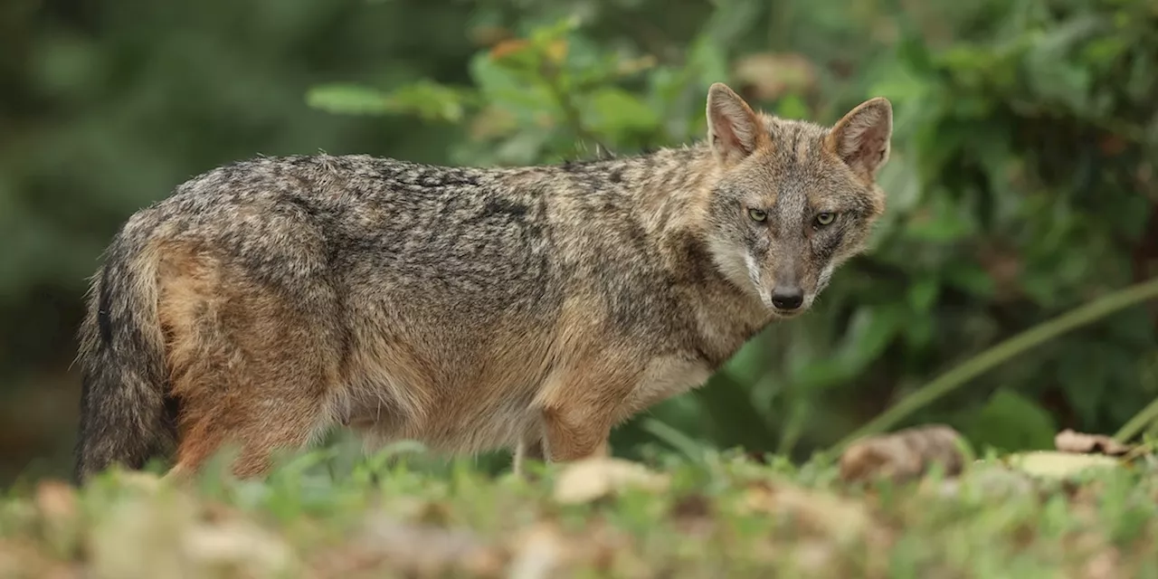 Un gruppo di ricerca vuole scoprire quanti sciacalli ci sono in Friuli Venezia Giulia