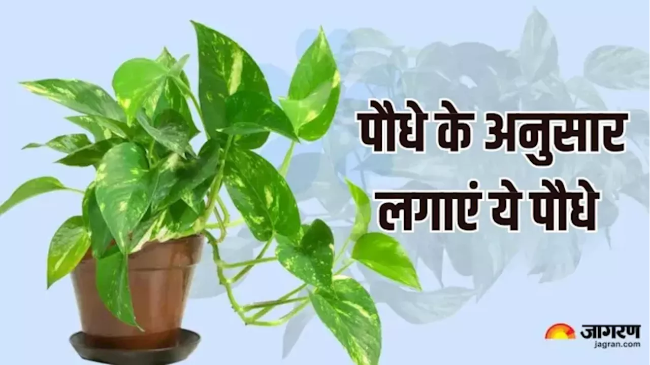 Vastu Tips For Plants: किस दिशा में कौन-सा पौधा लगाएं,जिससे धन से हमेशा भरी रहे तिजोरी