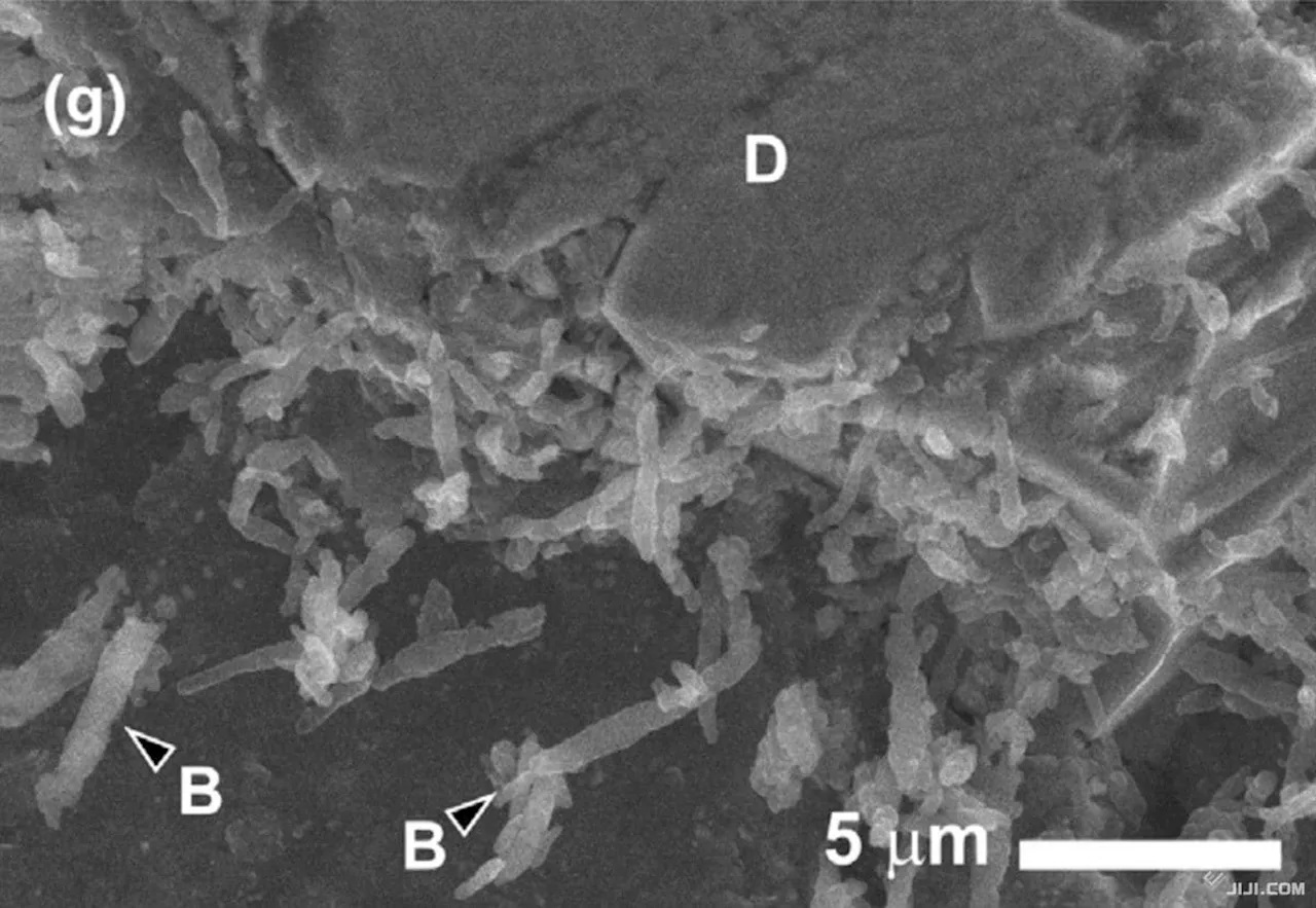 はやぶさ２の小惑星サンプルから地球外由来でない微生物が見つかる