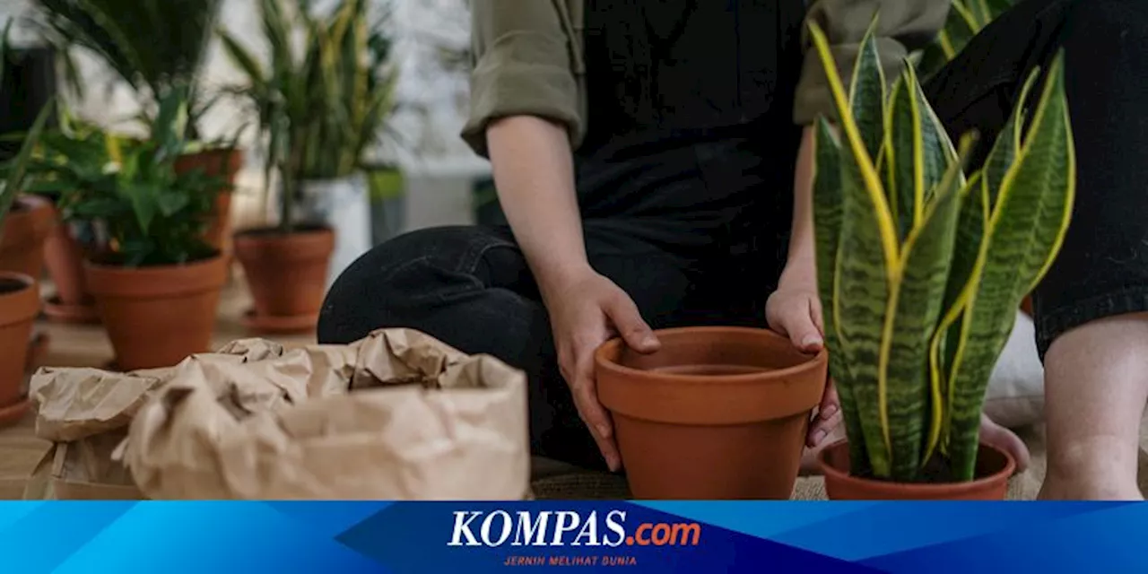 5 Langkah Mudah Memindahkan Tanaman Lidah Mertua ke Pot Baru