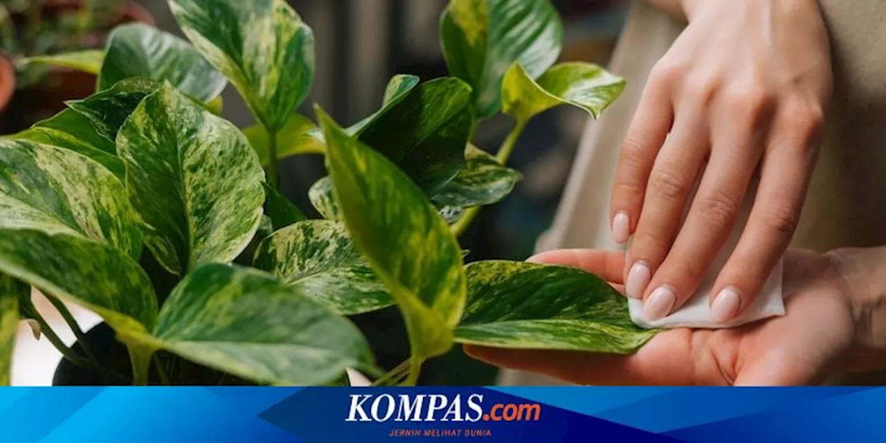 Debu yang Menutupi Daun dan Cara Membersihkannya