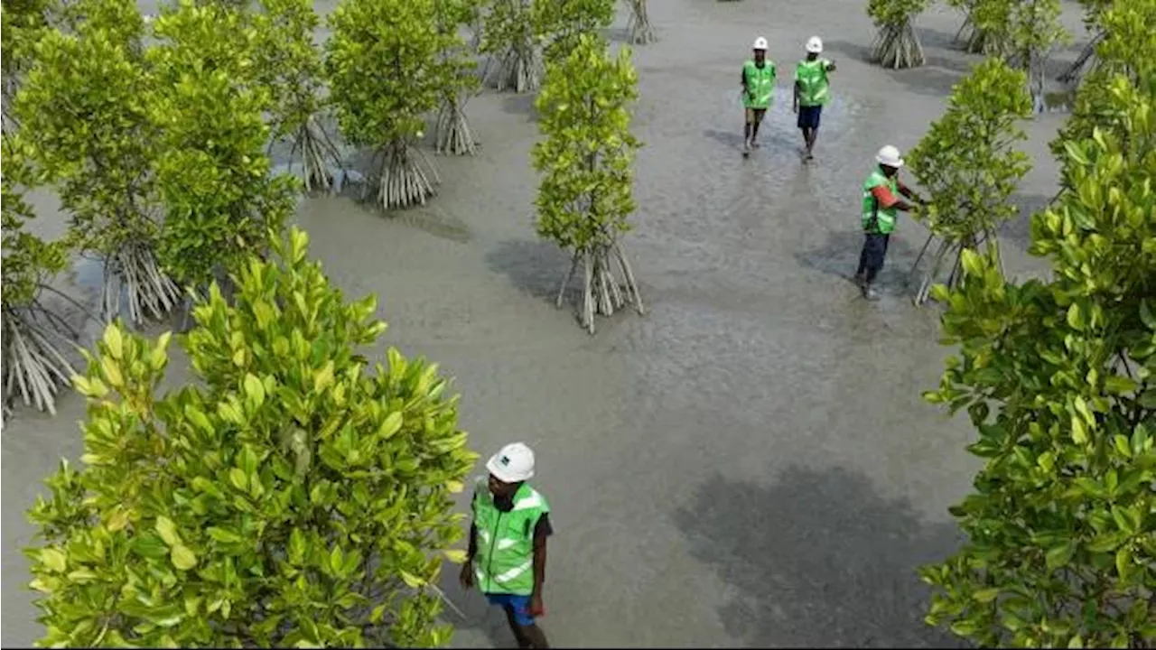 Freeport Indonesia Tanam Mangrove 25 Ha di Deli Serdang, Targetkan Tanam 10 Ribu Ha hingga 2041