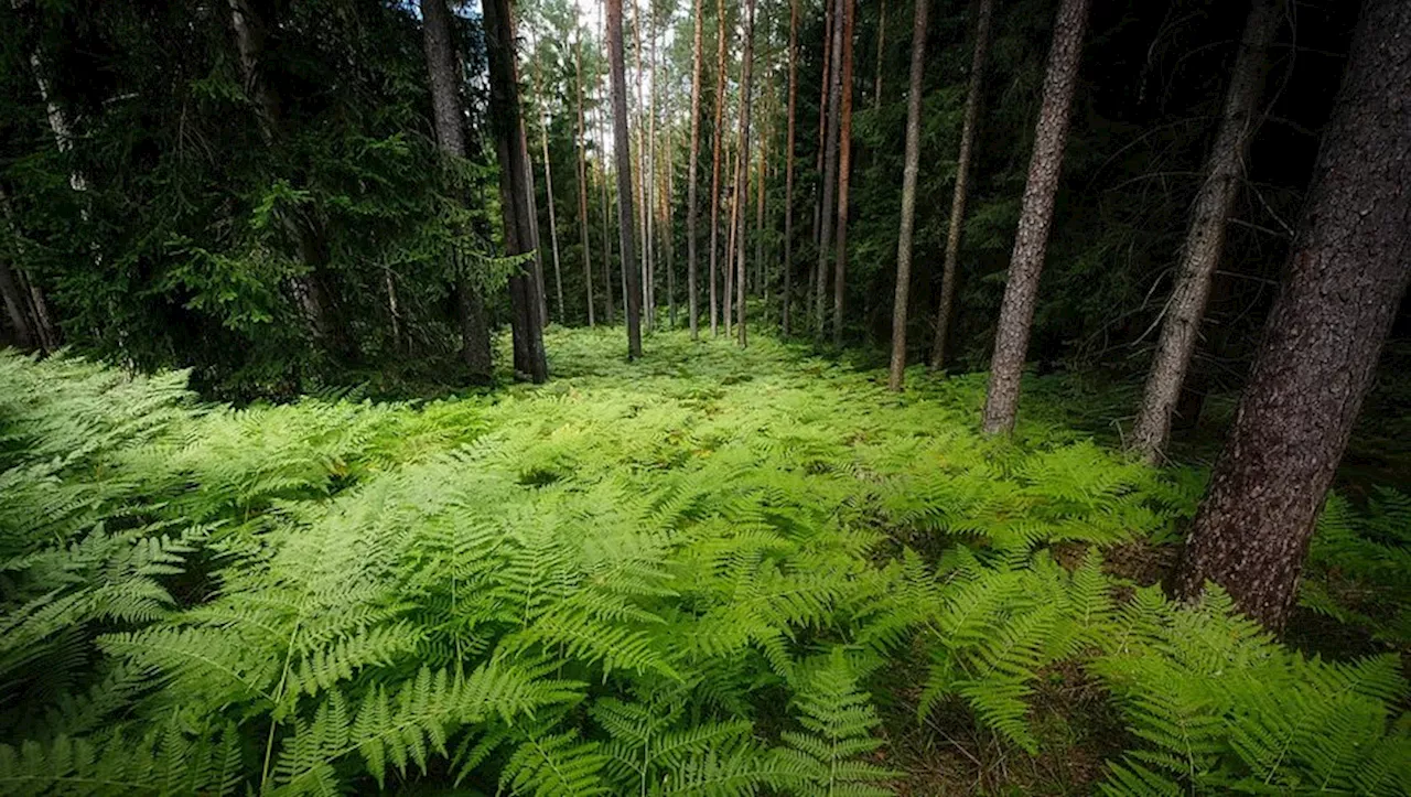 Jardinage : les fougères, Jurassic plantes