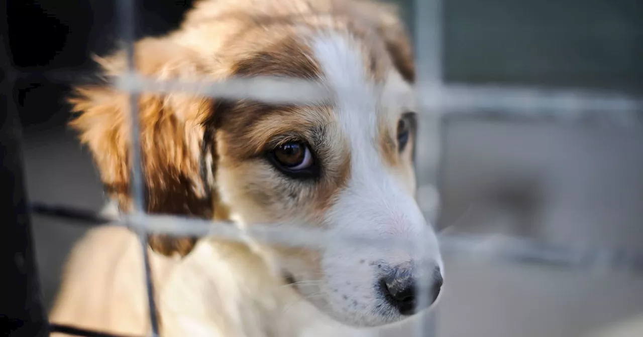 Sharp Rise in Pet Abandonment in Yorkshire