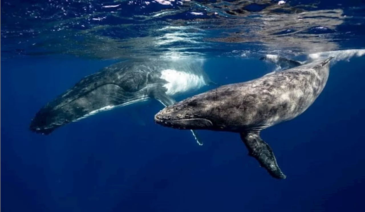 Jejak Raksasa Laut, Menelusuri Habitat Paus di Indonesia dan Dunia