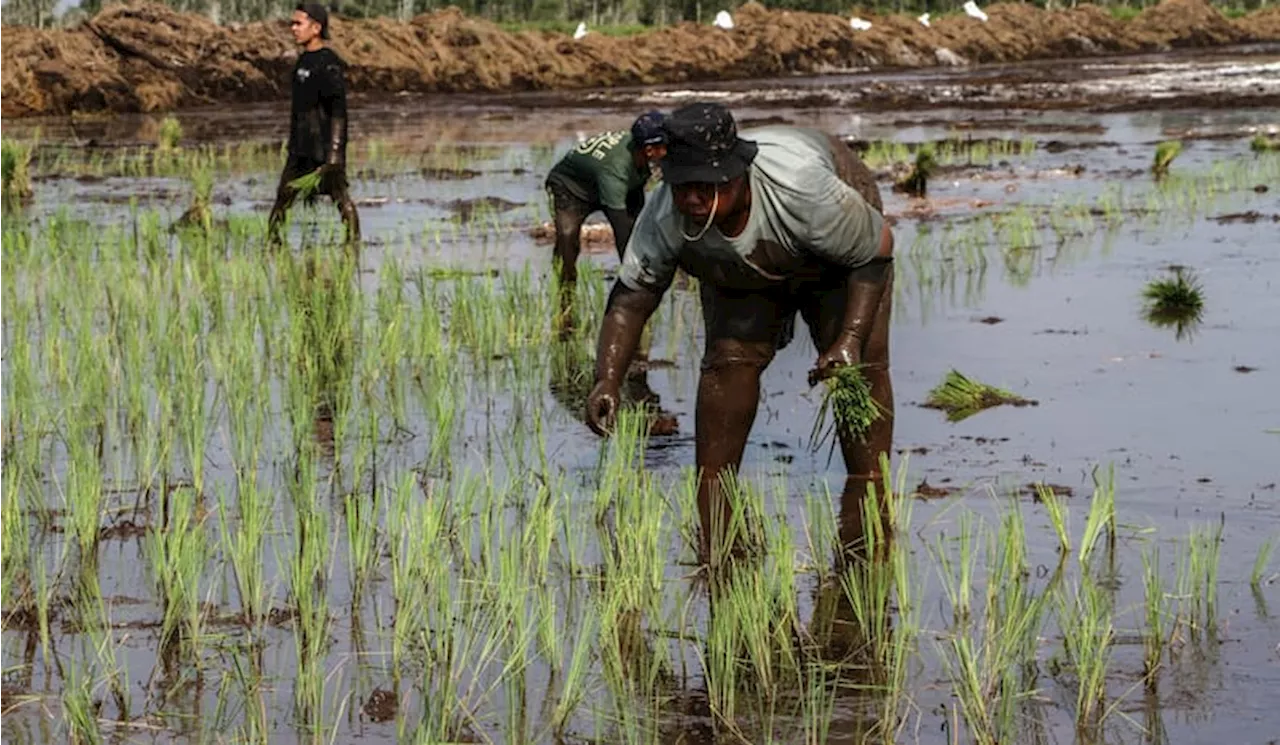 Nilai Gift di Platform Live Streaming dan Proyek Food Estate di Papua Selatan