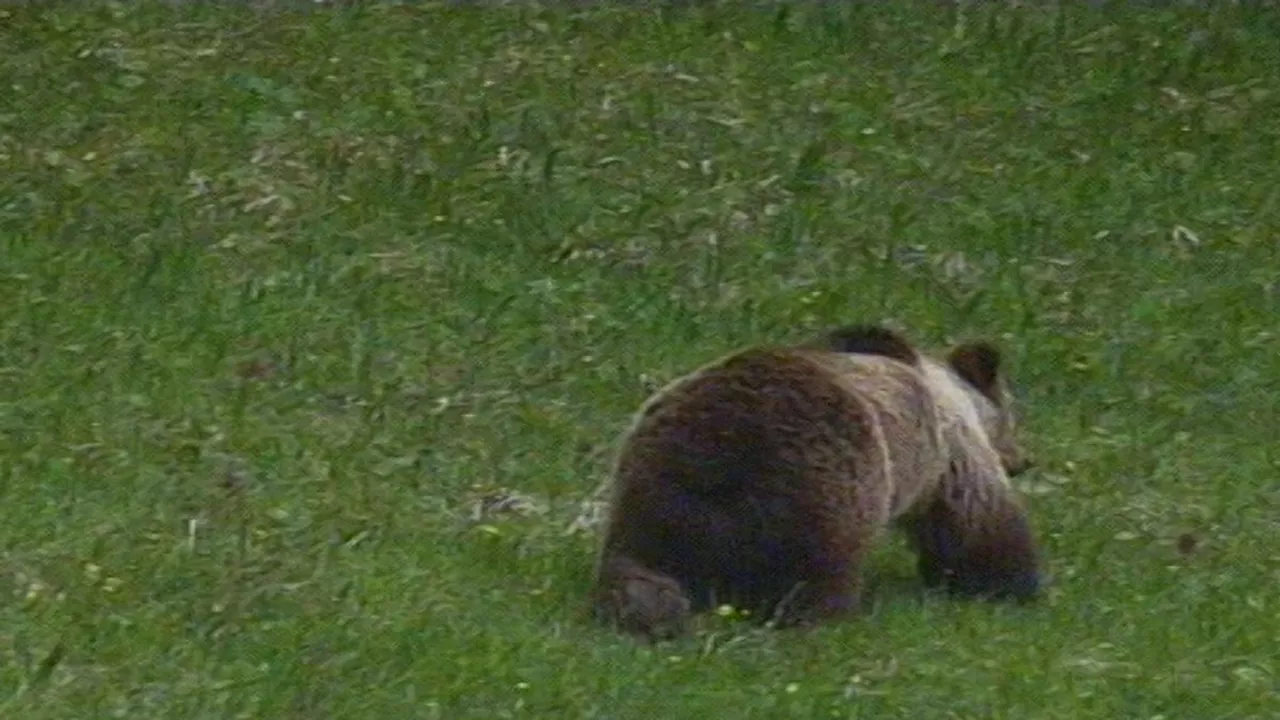 Abbattuto l'orso M91 in Trentino, protestano gli animalisti