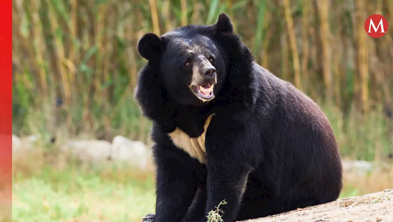 Hombre es atacado por un oso en un supermercado del noreste de Japón