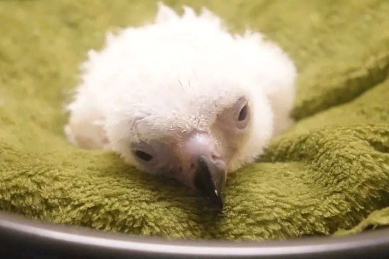 Philippine Eagle Chick Dies After Hatching via Artificial Insemination