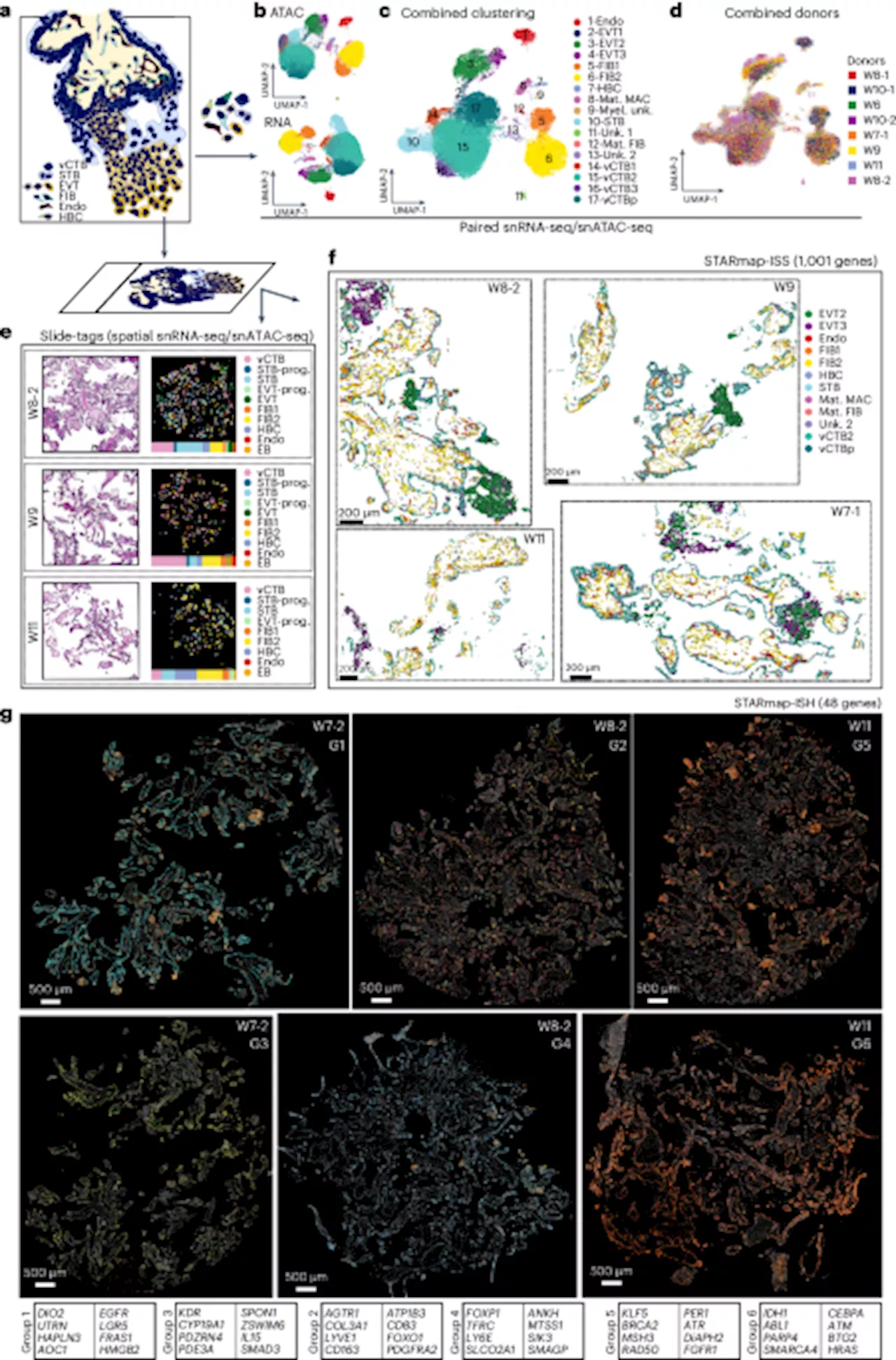 Spatial multiomic landscape of the human placenta at molecular resolution