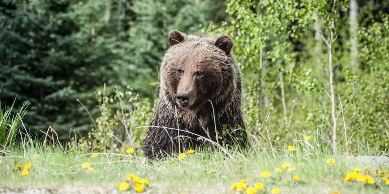 Tierschützer protestieren gegen Abschuss eines Problembären