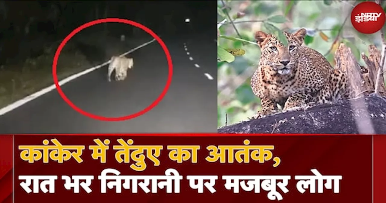 Kanker में Leopard ने देर रात घर में घुसकर किया Attack, दहशत में ग्रामीण, Forest Department कर रहा मॉनिटरिंग