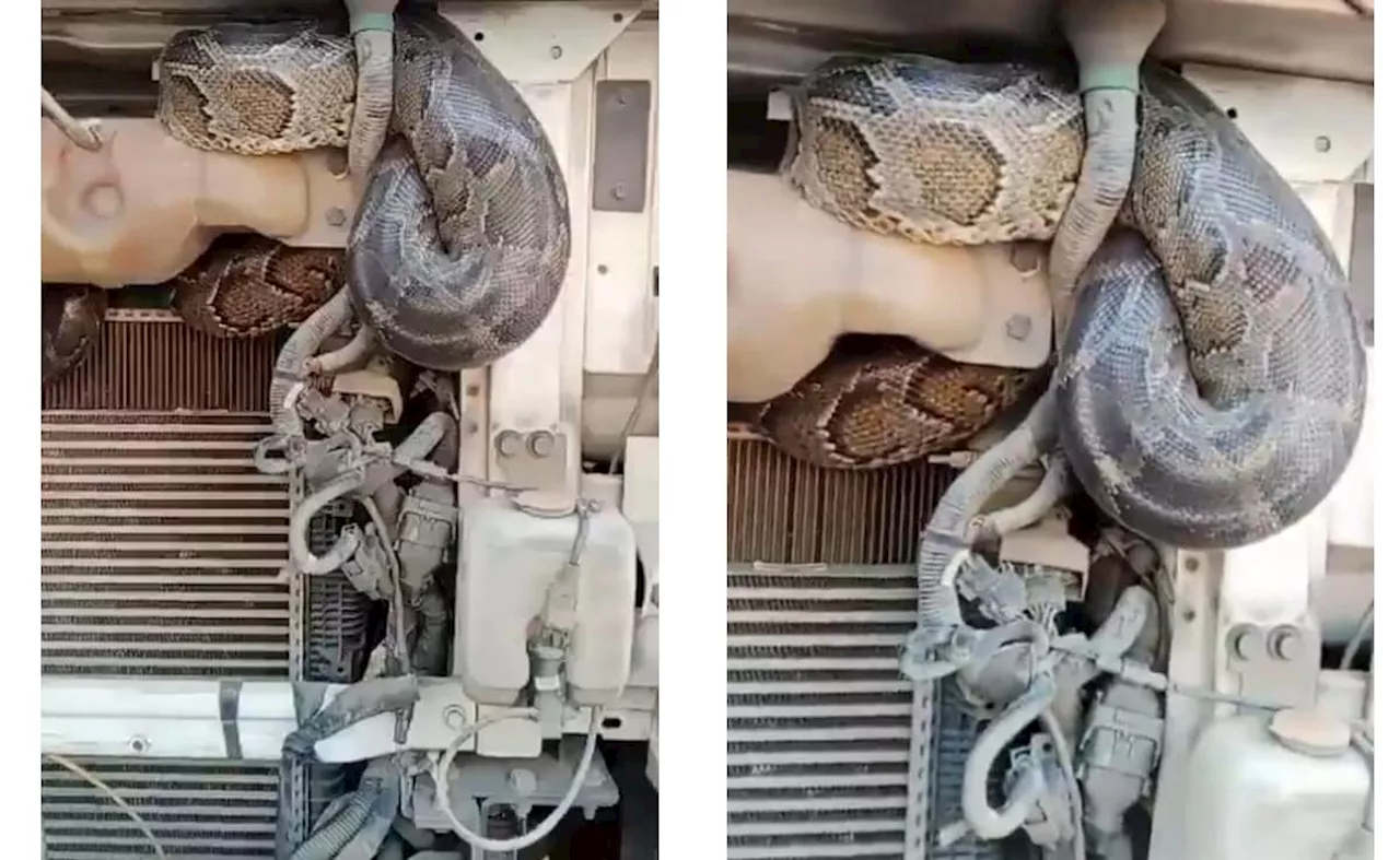 Python in Truck Engine: एक अजगर ट्रक इंजन में छिपकर सफर करने वाला