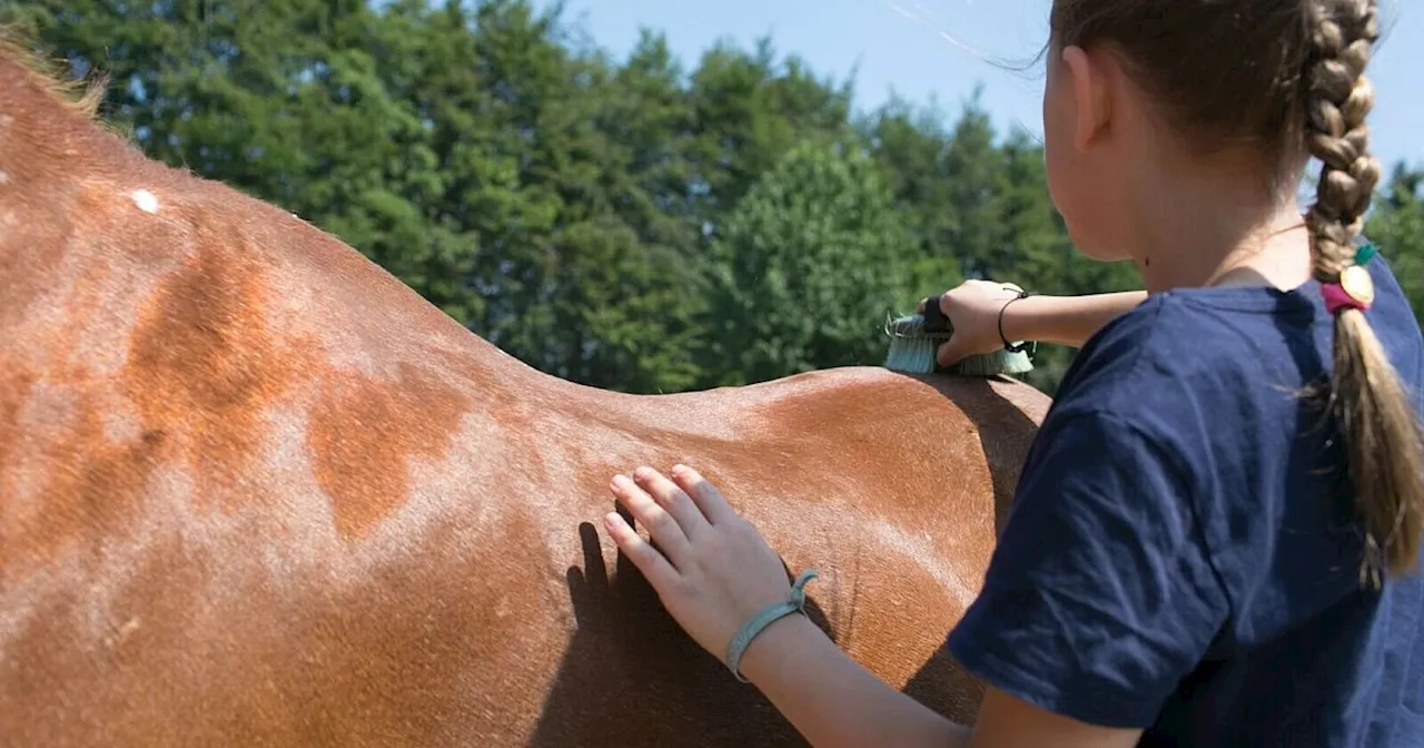 Ein Pferd, zwei Reiter: Eine gute Idee?