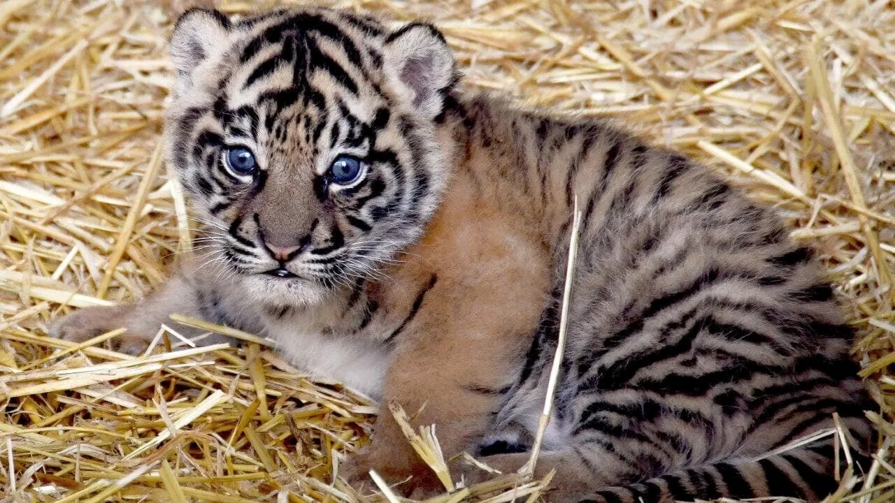 Tempo di festeggiamenti per Kala, la tigrotta di Sumatra al Bioparco di Roma