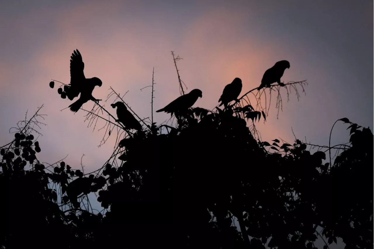 Fruit trees and ‘generational learning’ turn El Cajon into a parrot paradise as temperatures drop