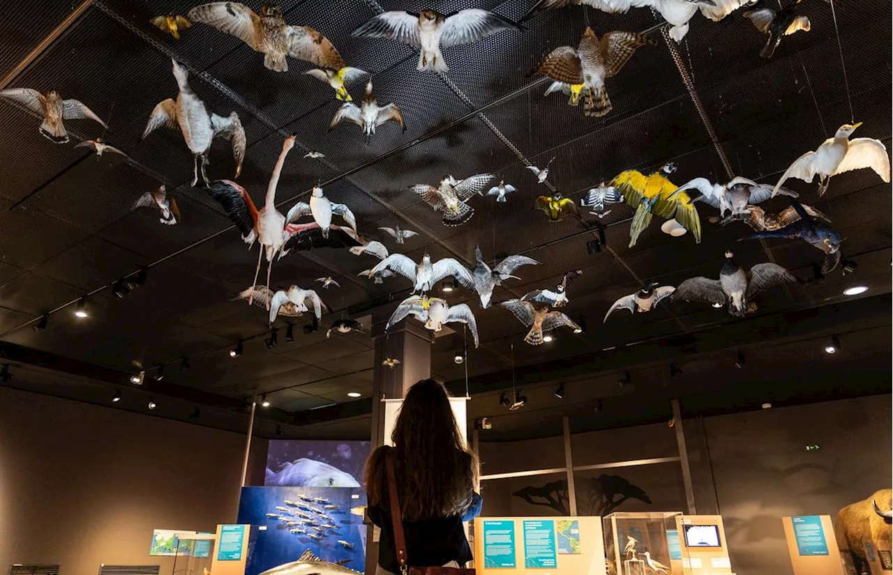 Muséum de Bordeaux : l’histoire des migrations du vivant racontée dans une nouvelle grande exposition