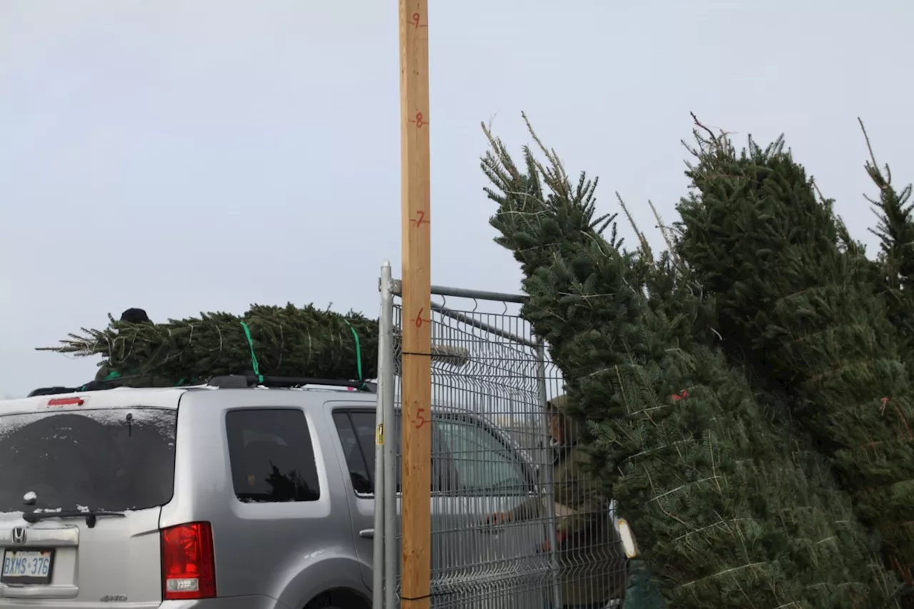 Kiwanis Club of Westfort Kicks Off Christmas Tree Sale at CLE Grounds