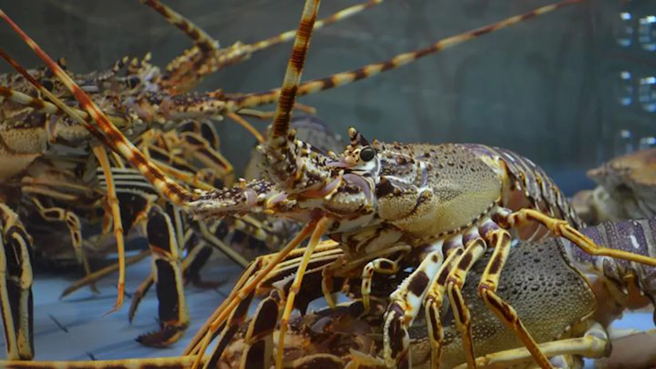 Eksperimen Peneliti BRIN, Lobster Ternyata Doyan Cacing Tanah