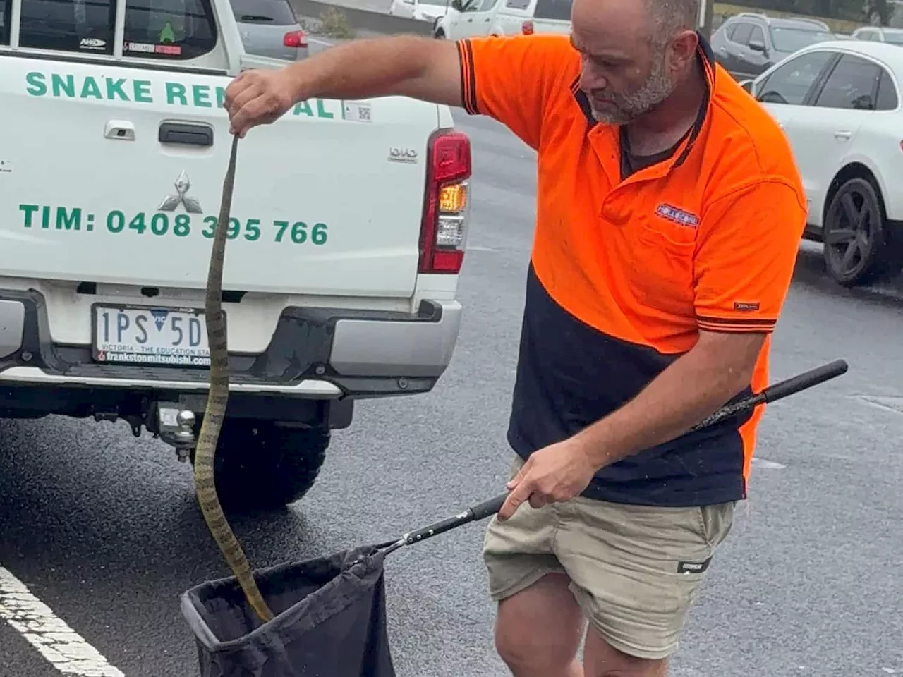 Tiger Snake Slithers Up Woman's Leg on Melbourne Freeway