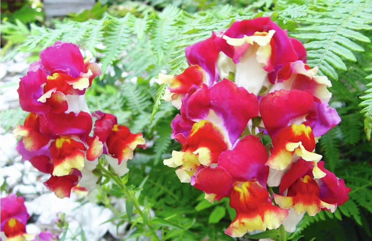 Snapdragons Thrive in Unexpected Weather