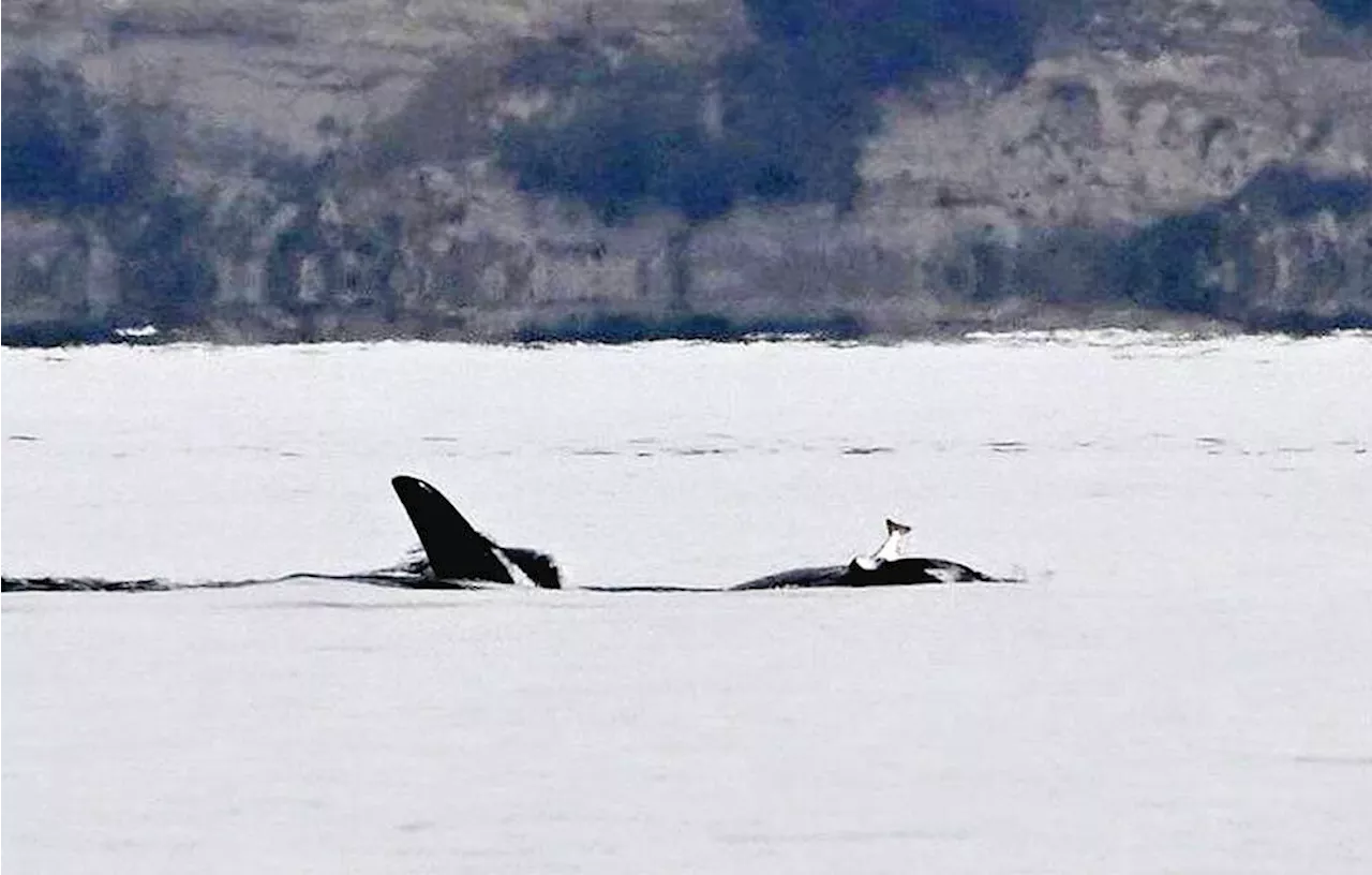 Southern Resident Orcas Sport Dead Salmon 'Hats' in Puget Sound