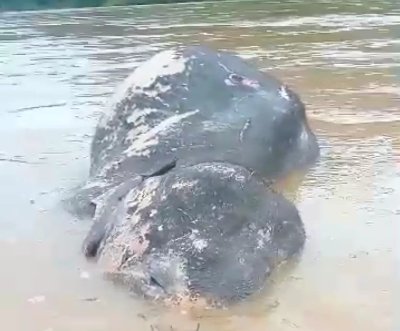 Wild Elephant Carcass Found Floating in Pahang River