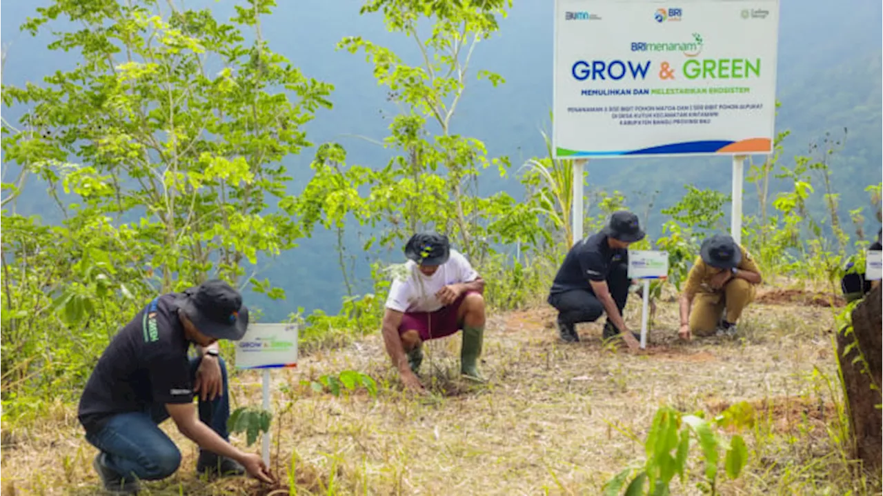 Peringati Hari Menanam Pohon, BRI Tanam 5.000 Bibit Pohon Produktif di Desa Kutuh Bali