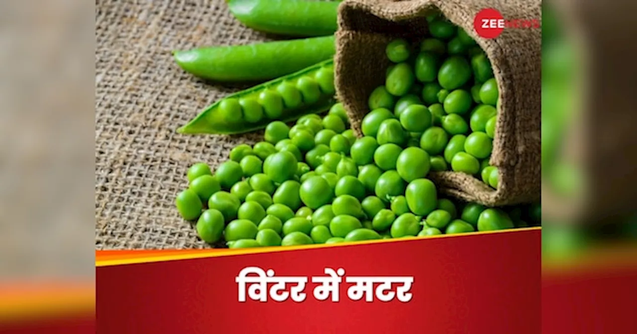 Green Peas: सर्दियों में जरूर खाएं प्रोटीन रिच ताजी हरी मटर, बेजान शरीर में फूंक देगी जान