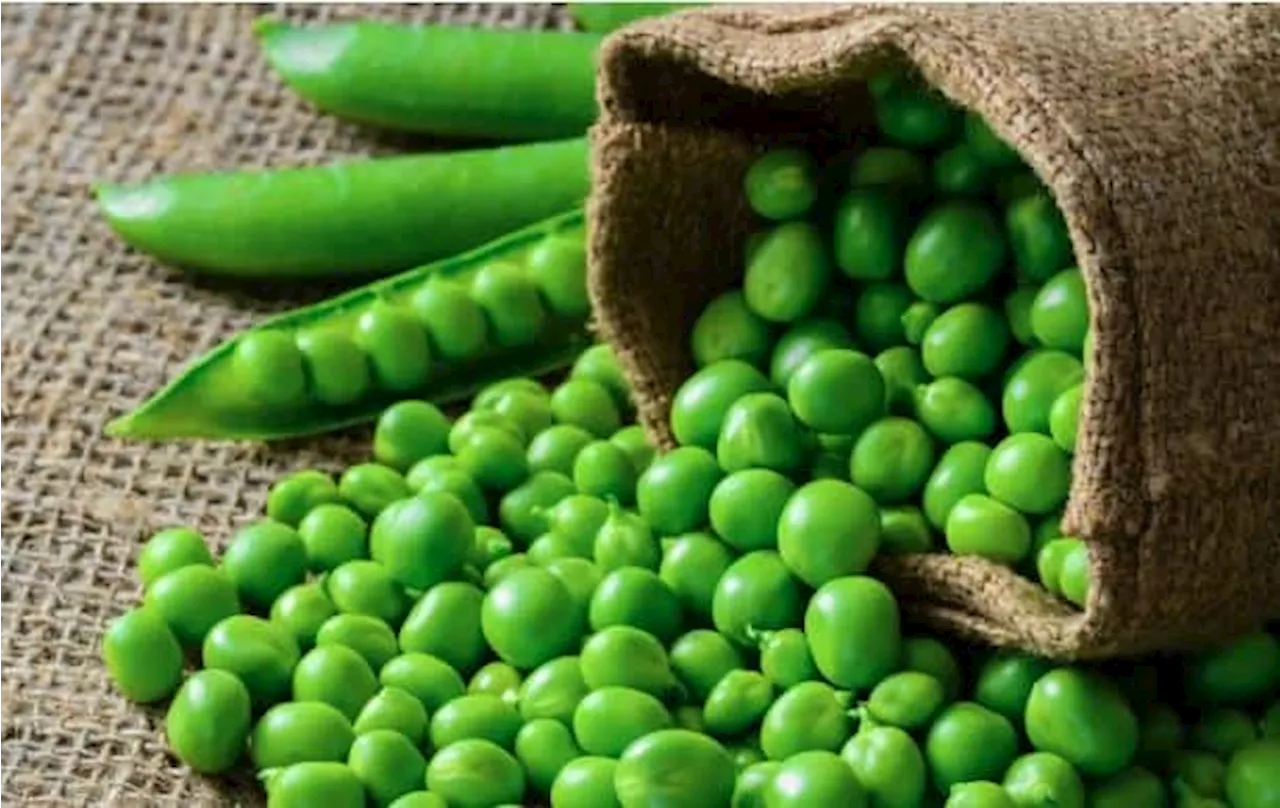 Green Peas: શિયાળામાં જરૂર ખાઓ પ્રોટીન રીચ ફ્રેશ લીલા વટાણા, શરીરને મળશે અસંખ્ય ફાયદા