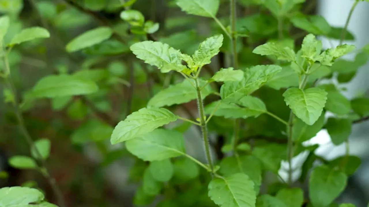 Tulsi Leaves: A Natural Remedy for Numerous Health Issues