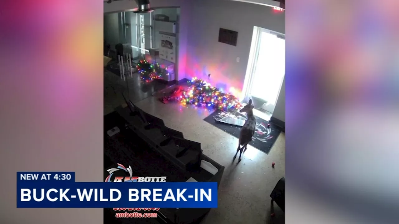 Buck-wild break-in caught on video at South Jersey business