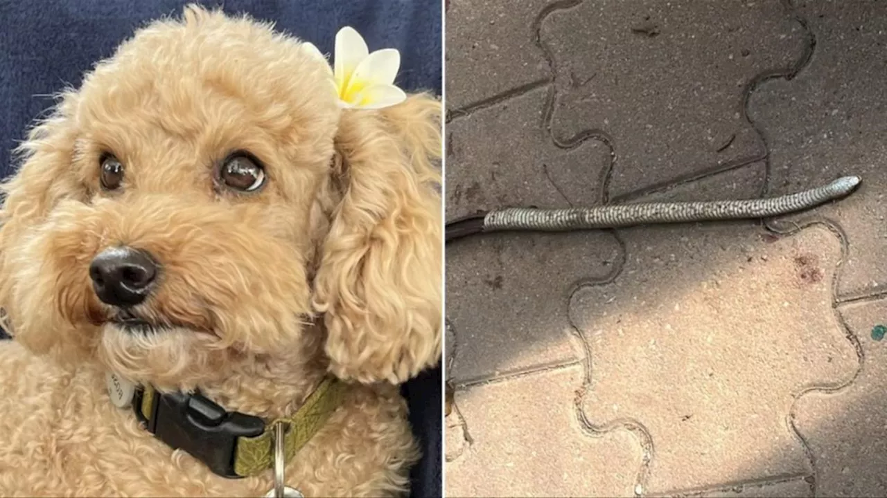 South Australian dog owners warned as snake bite cases surge amid warmer weather