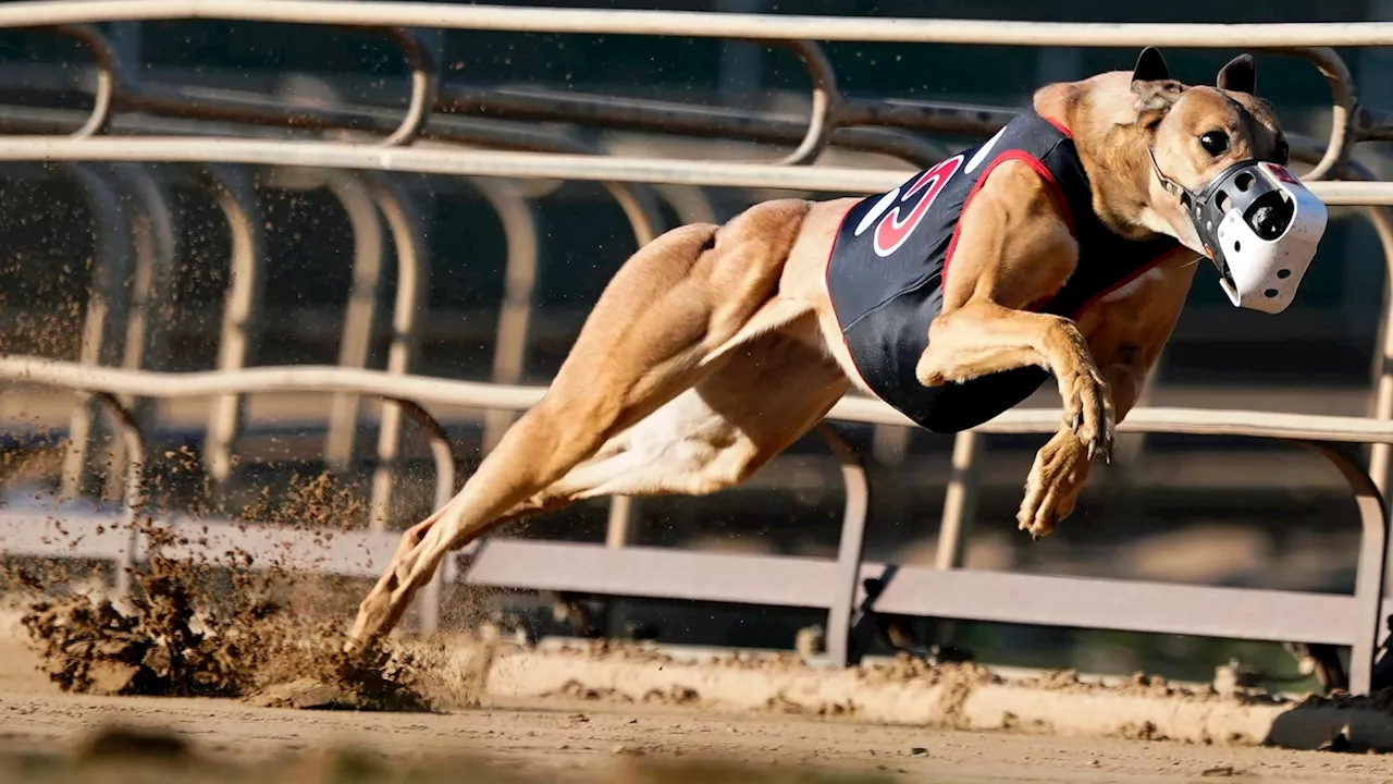 Greyhound racing is increasingly rare worldwide. New Zealand now plans to outlaw it