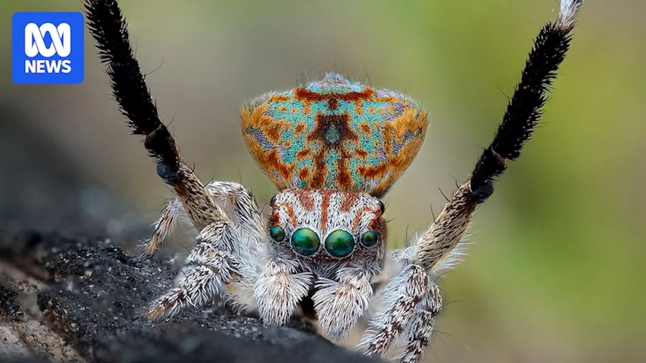 Insects and other invertebrates thought to go extinct at a rate of one to three species every week in Australia