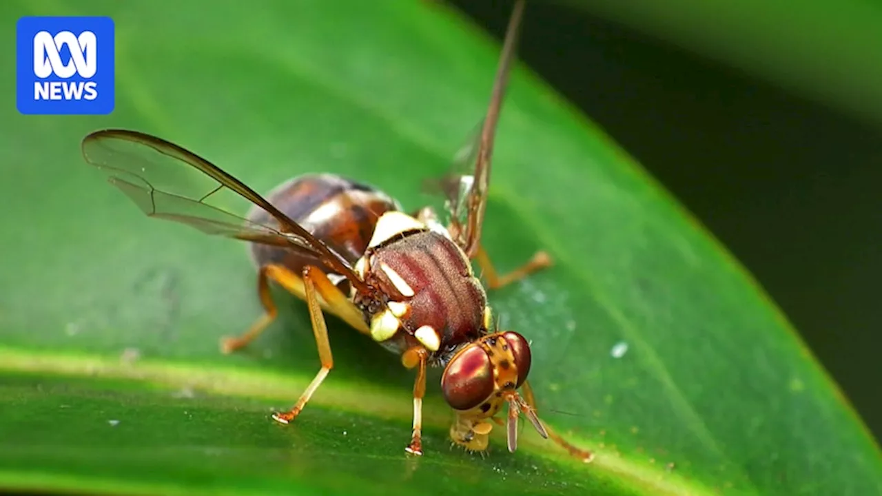 Red zone declared in Perth's south after Queensland fruit fly detected in Willagee, Palmyra