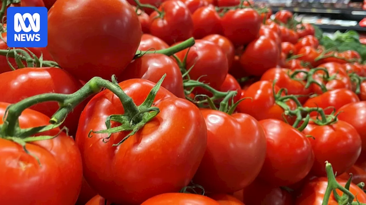 Truss tomato grower calls for shoppers to help combat oversupply, AusVeg SA points to tomato business expansion