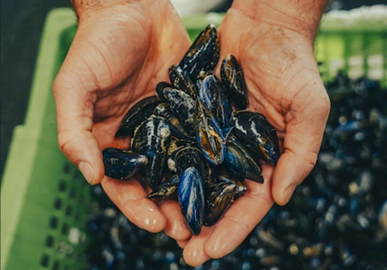 Baie du Mont-Saint-Michel : mangez des moules, elles sont à maturité !