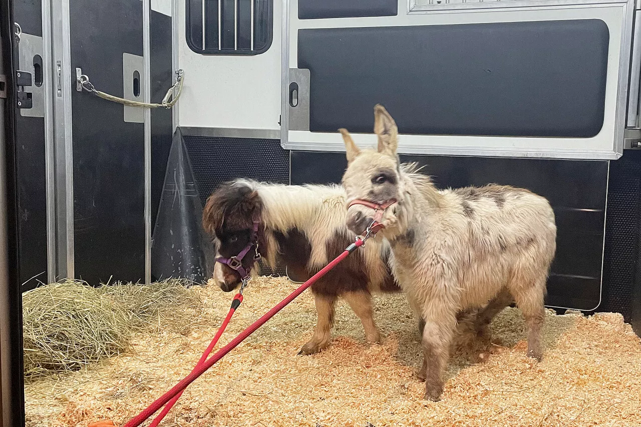 Marne : qu'est-ce que PetNavette, cette entreprise marnaise de transport d'animaux miniatures ?