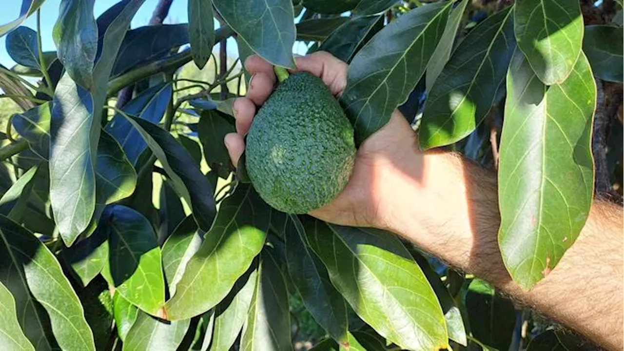 Avocado sempre più made in Italy, al via in Sicilia la raccolta