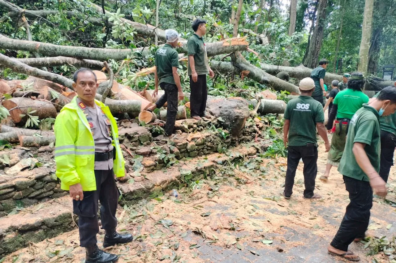 Polda Bali ungkap kronologi dua WNA tertimpa pohon di Monkey Forest