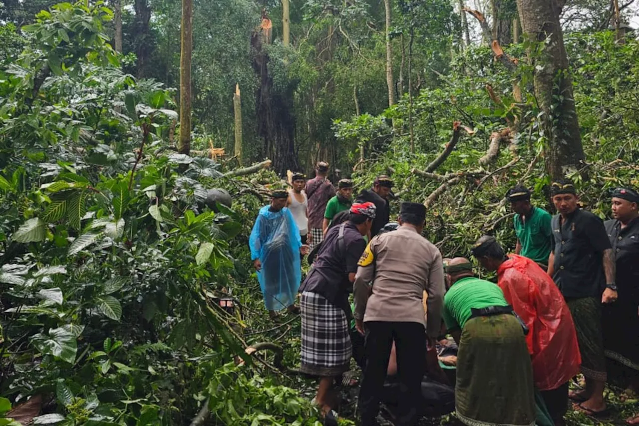 Polisi sebut dua WNA meninggal akibat pohon tumbang di Ubud