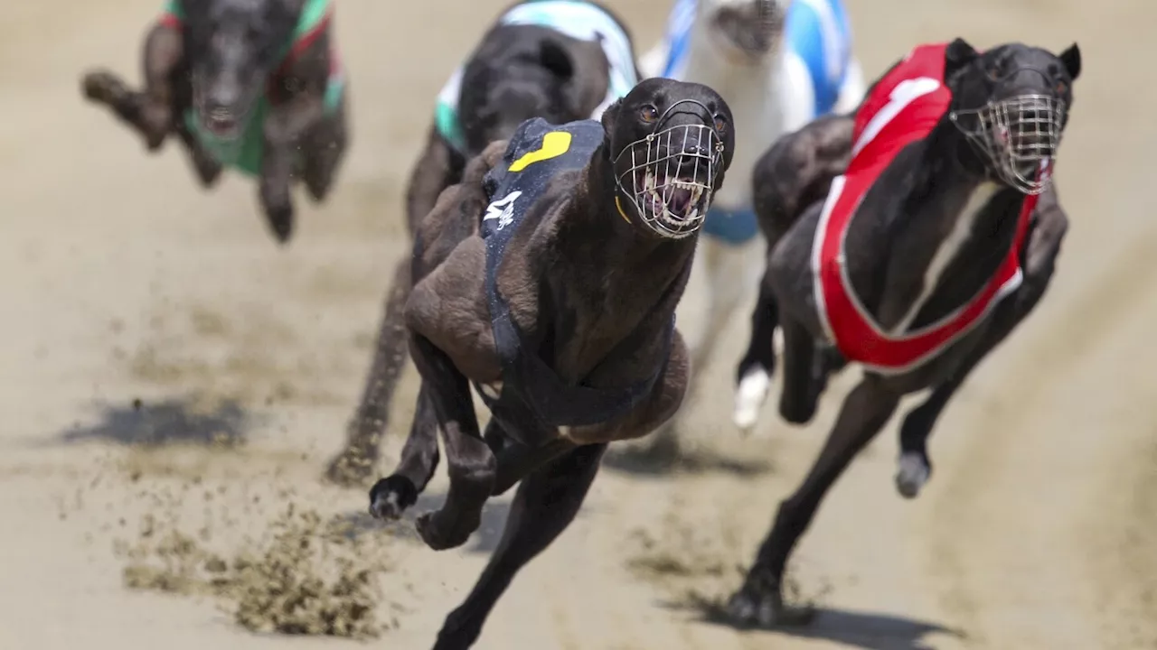 Greyhound racing is increasingly rare worldwide. New Zealand now plans to outlaw the practice